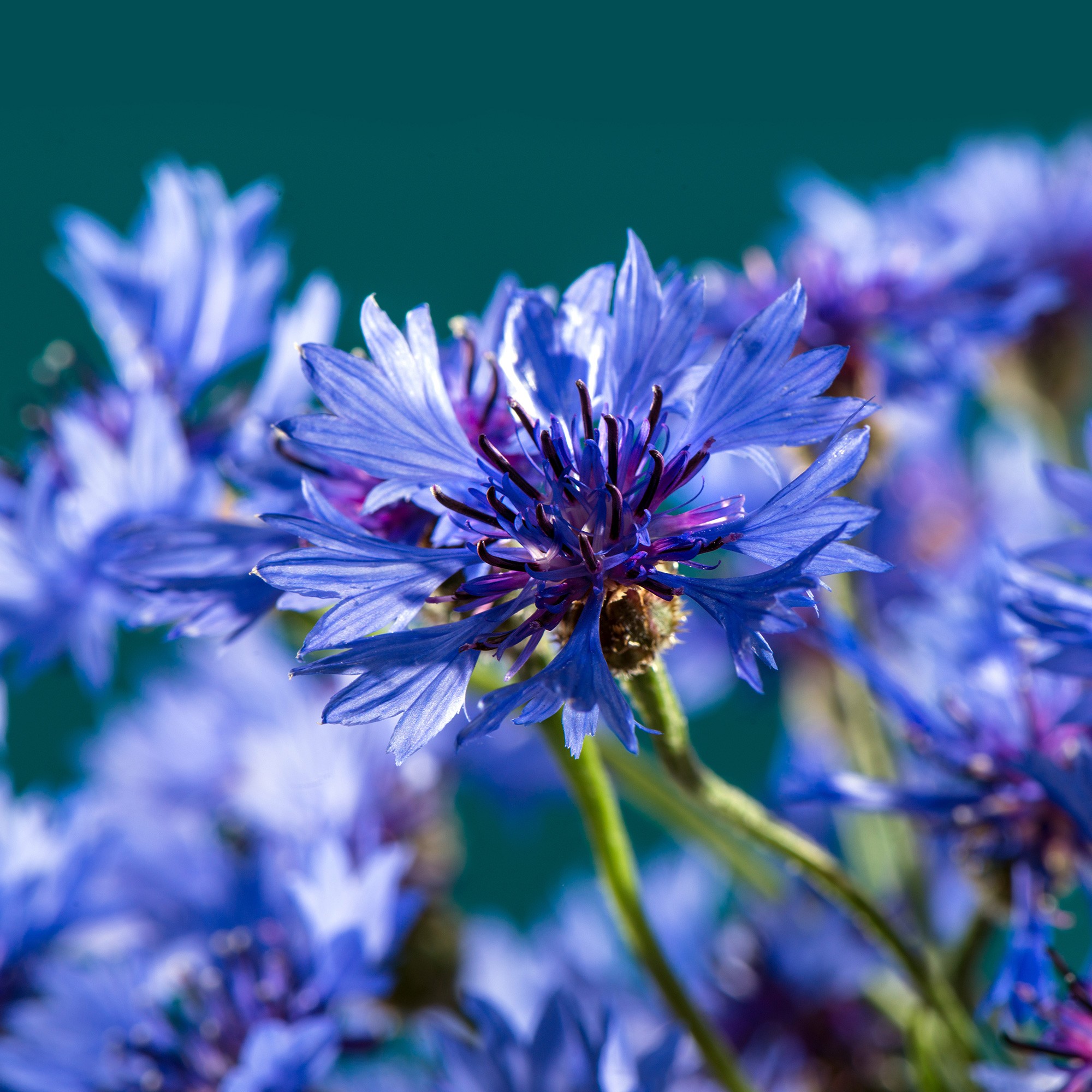 Kornblume