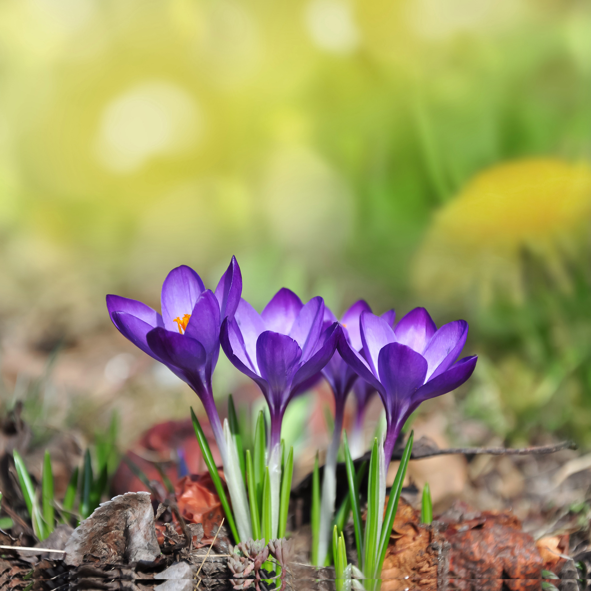 Krokus