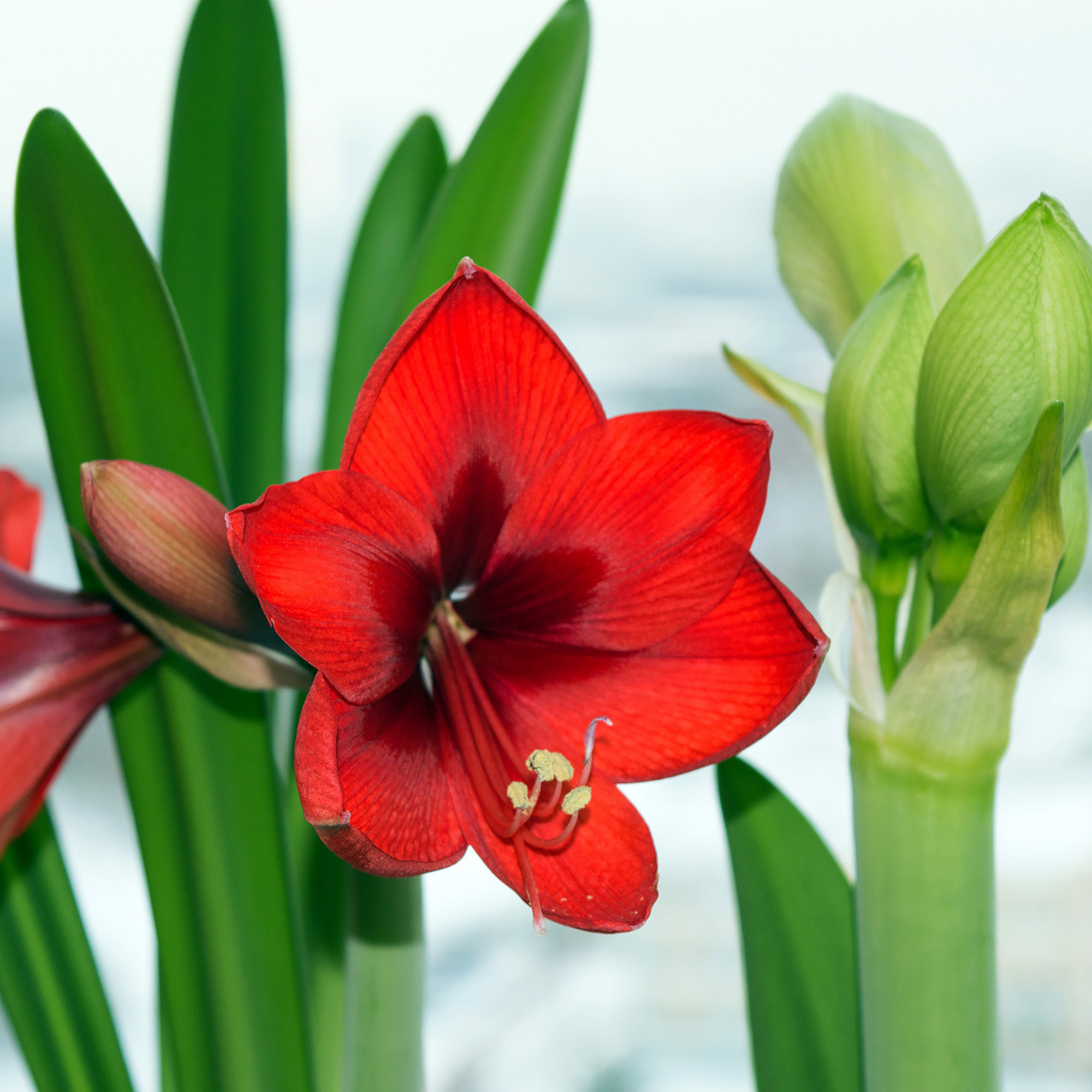 Amaryllis
