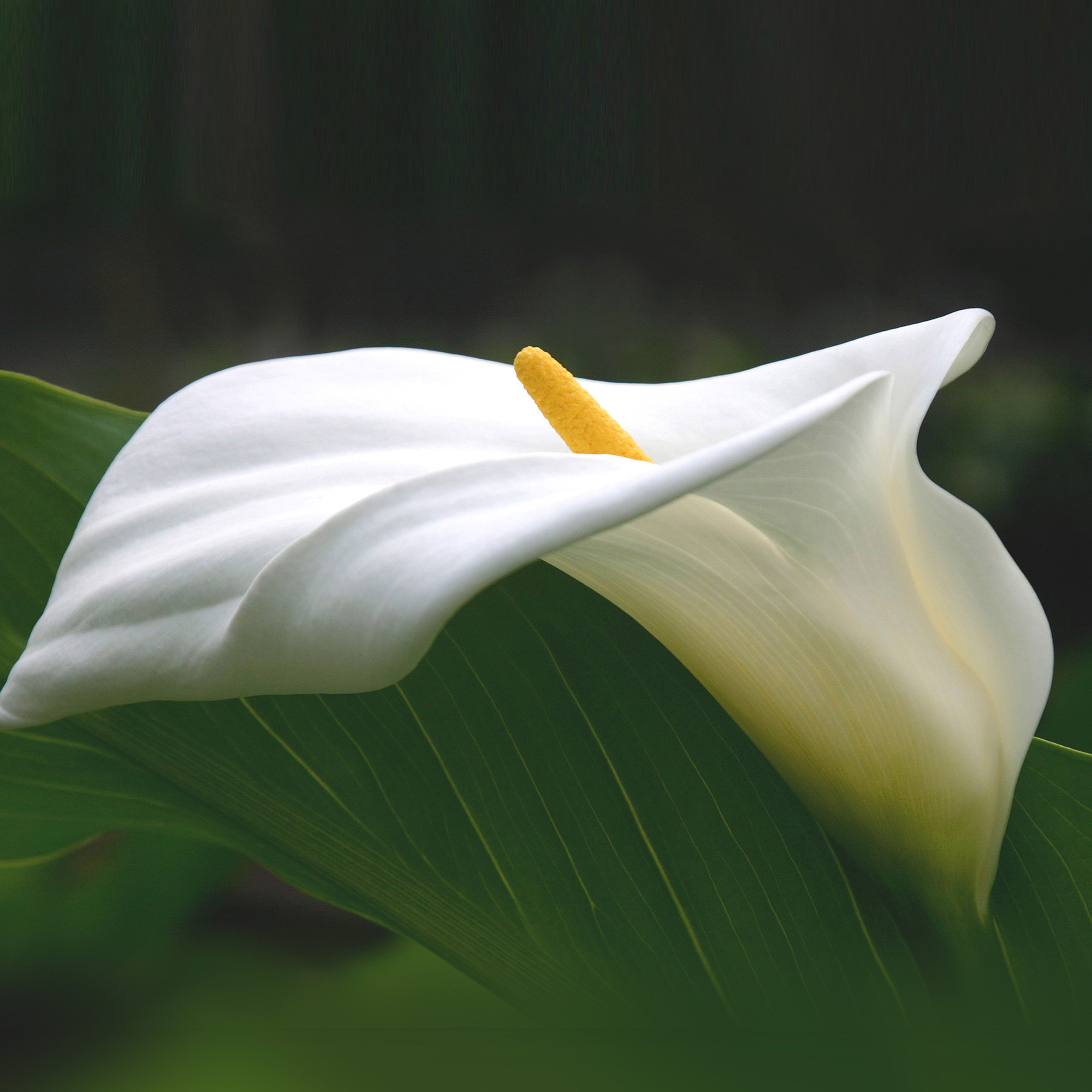 Calla