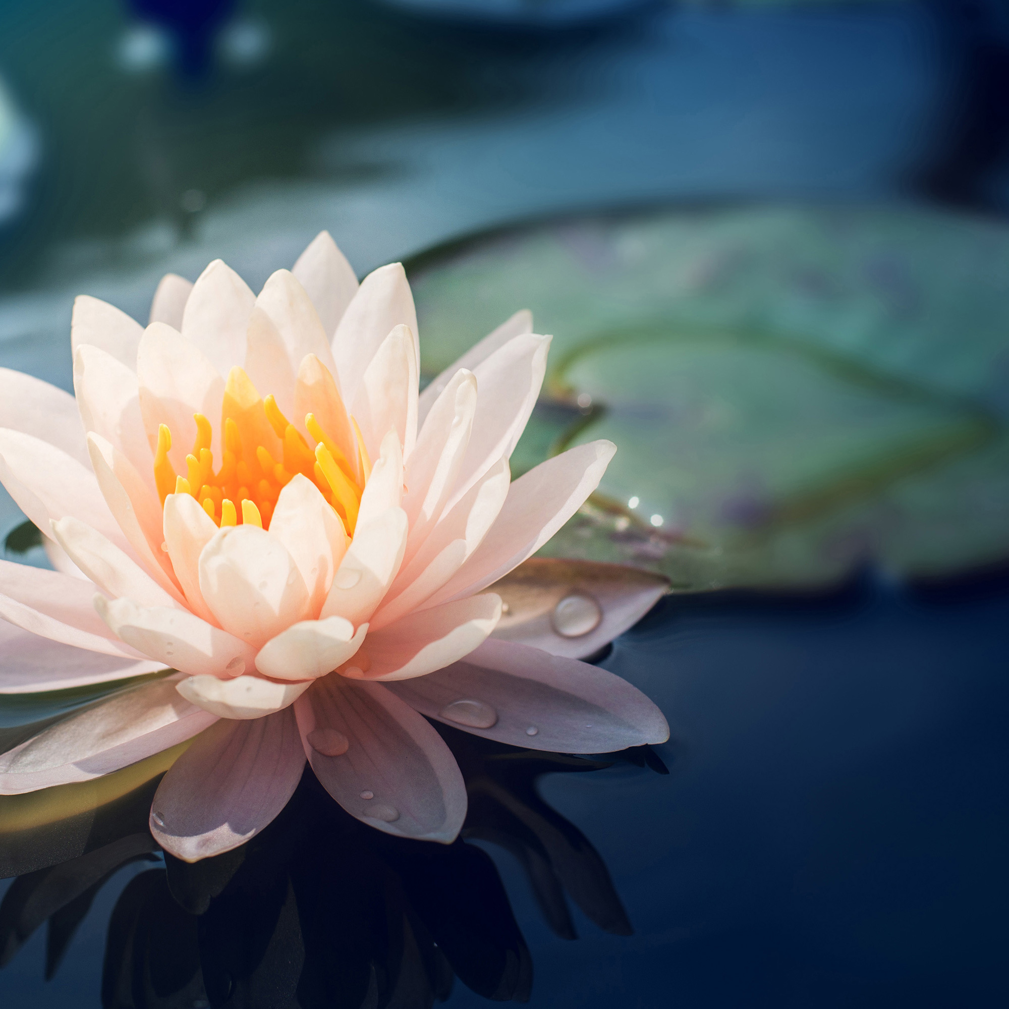 Lotus
